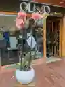 Orquidea Cereza 2 Varas Florales
