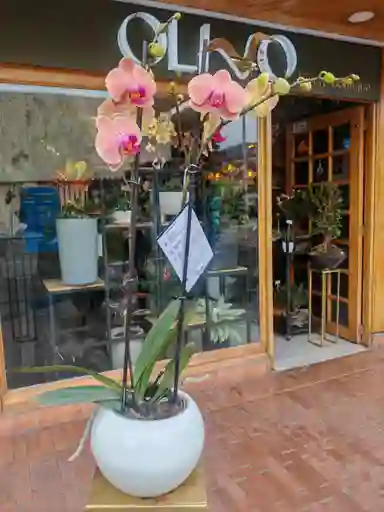 Orquidea Cereza 2 Varas Florales