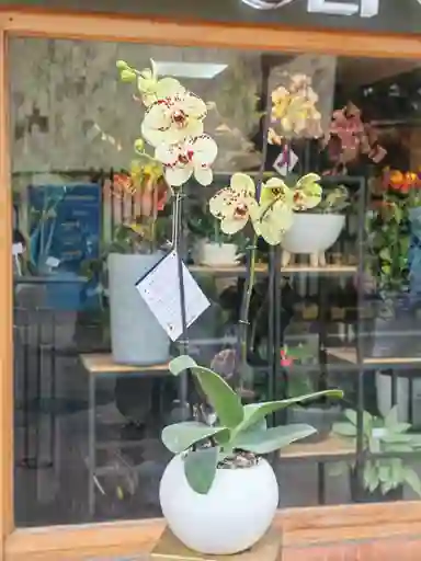 Orquidea Amarilla 2 Varas Florales