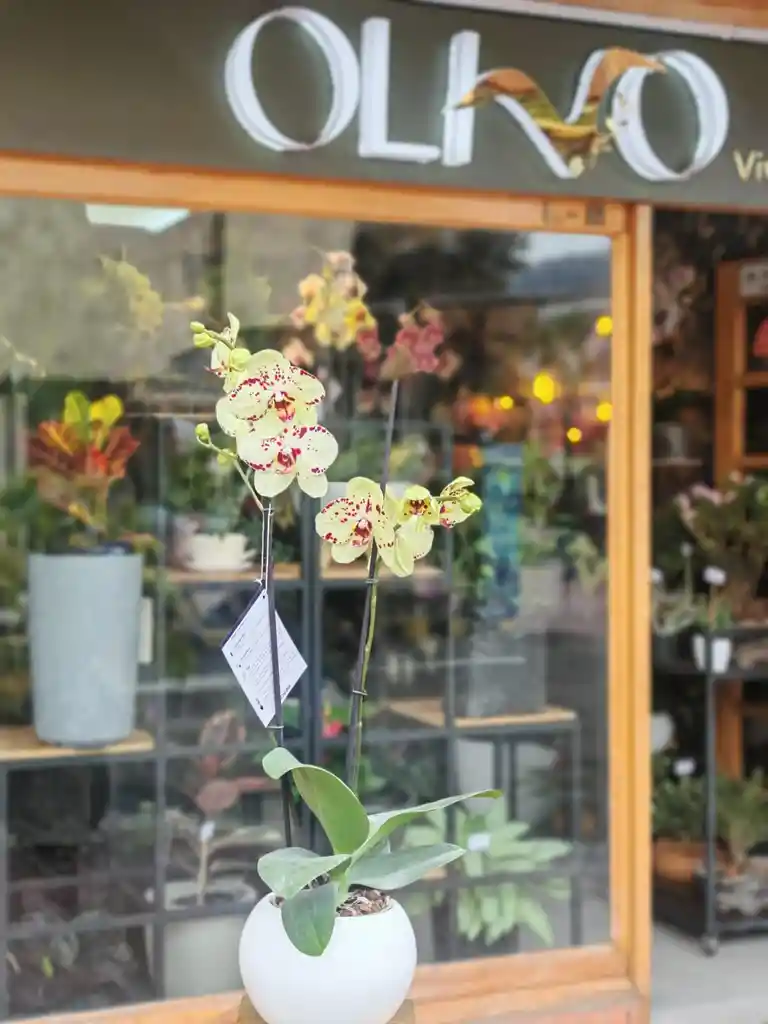 Orquidea Amarilla 2 Varas Florales
