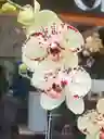 Orquidea Amarilla 2 Varas Florales