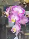 Orquidea Lila 2 Varas Florales