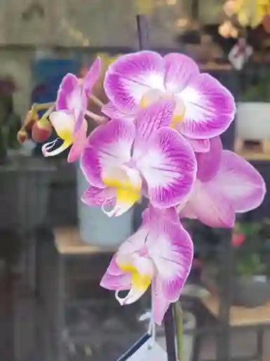Orquidea Lila 2 Varas Florales