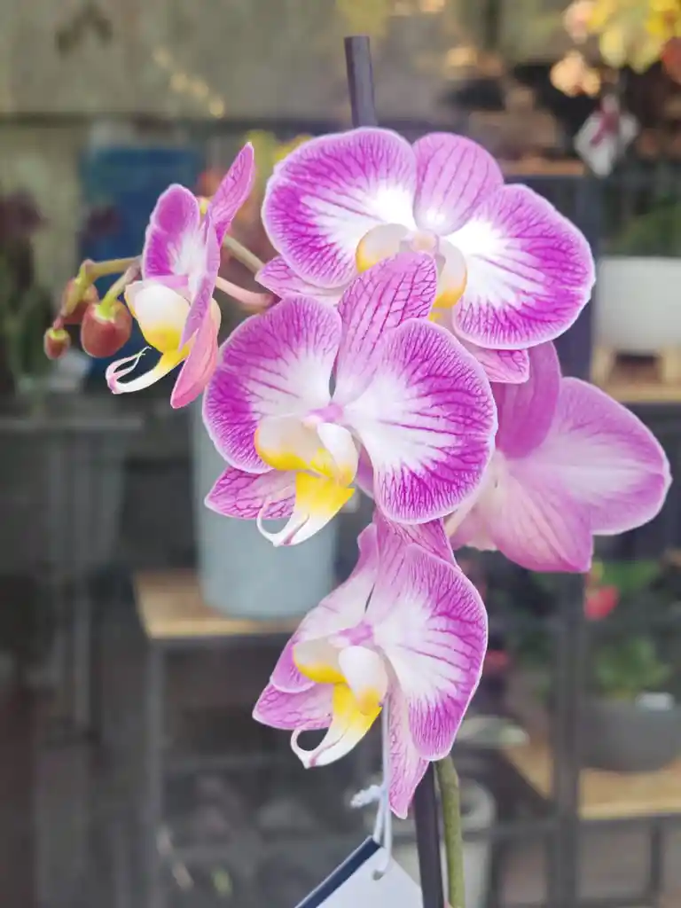 Orquidea Lila 2 Varas Florales