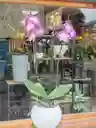 Orquidea Lila 2 Varas Florales
