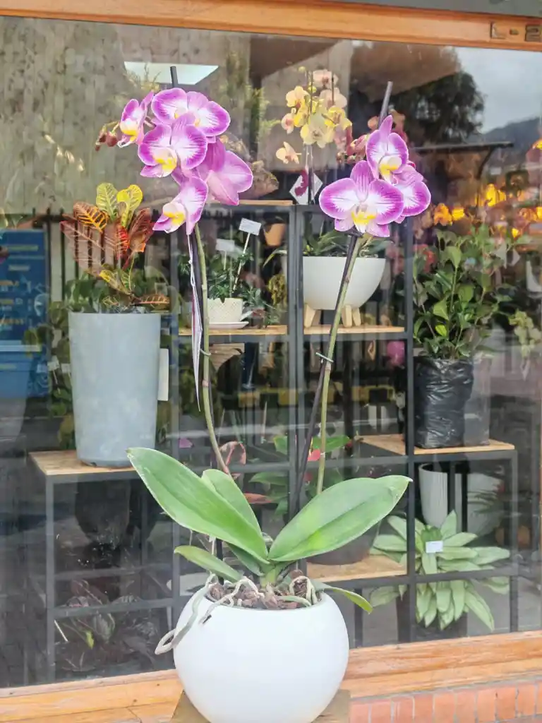 Orquidea Lila 2 Varas Florales