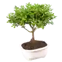 Bonsai Pino O Buxus Grande De 5 Años