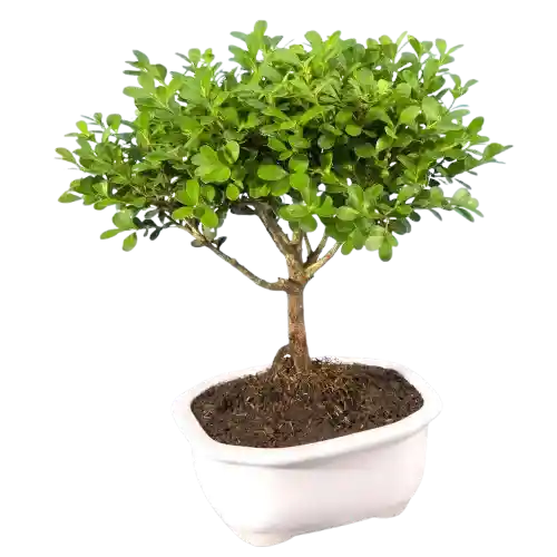 Bonsai Pino O Buxus Grande De 5 Años