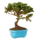 Bonsai Pino O Buxus Grande De 5 Años