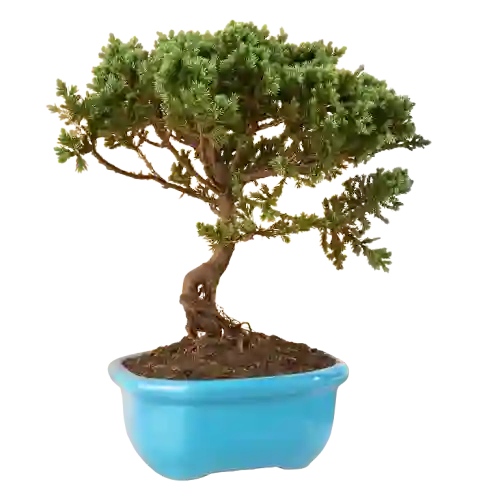 Bonsai Pino O Buxus Grande De 5 Años