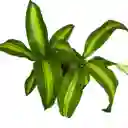Planta Tronco De Brasil Matera Plástica