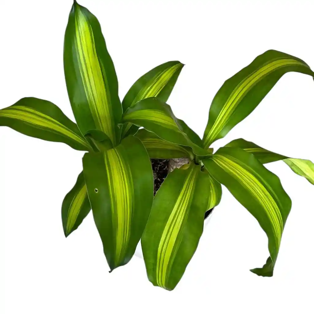 Planta Tronco De Brasil Matera Plástica