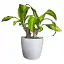 Planta Tronco De Brasil Matera Plástica