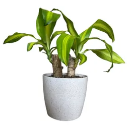Planta Tronco De Brasil Matera Plástica