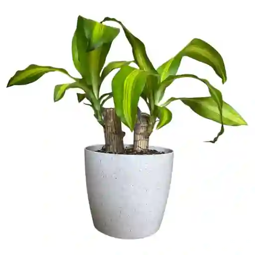Planta Tronco De Brasil Matera Plástica