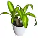 Planta Tronco De Brasil Matera Plástica