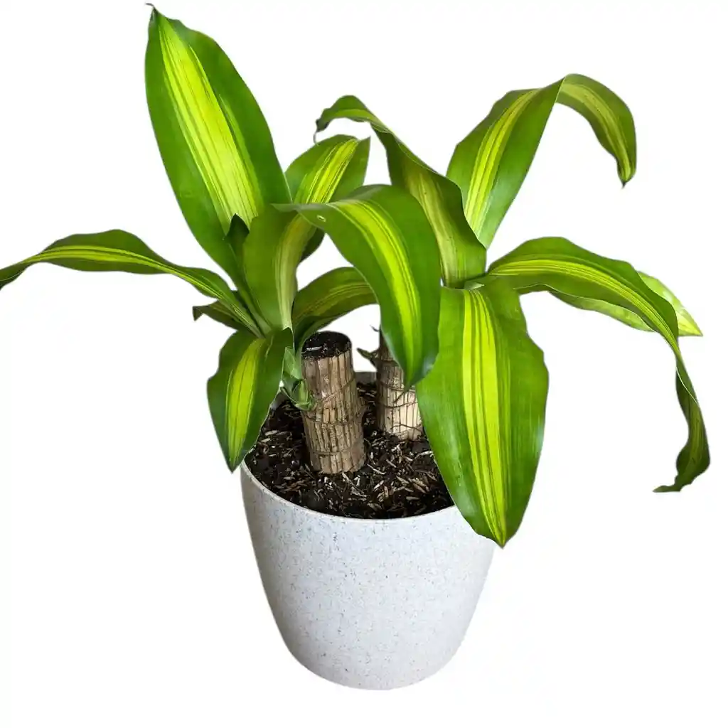 Planta Tronco De Brasil Matera Plástica