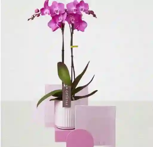 Planta Orquídea Phalaenopsis Color Morada