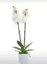 Orquideas Blancas- Condolencias