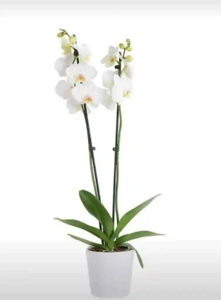 Orquideas Blancas- Condolencias