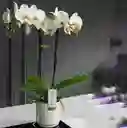 Orquideas Blancas- Condolencias