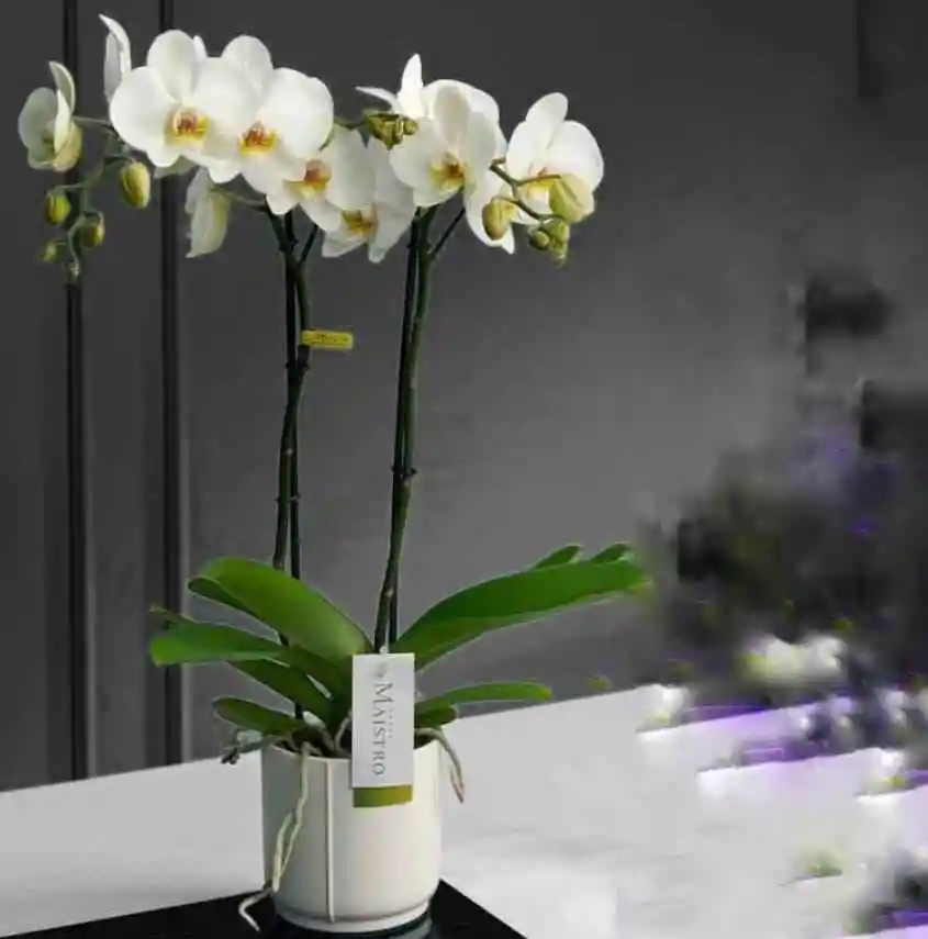 Orquideas Blancas- Condolencias