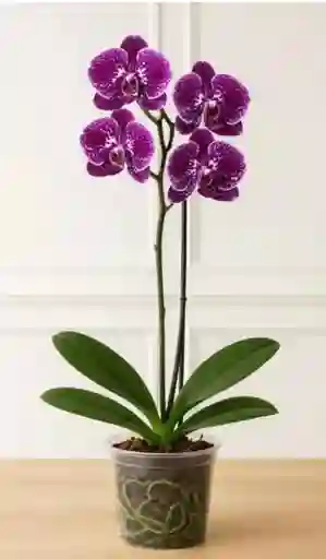 Orquidea Phalaenopsis Mini Morada 2 Varas
