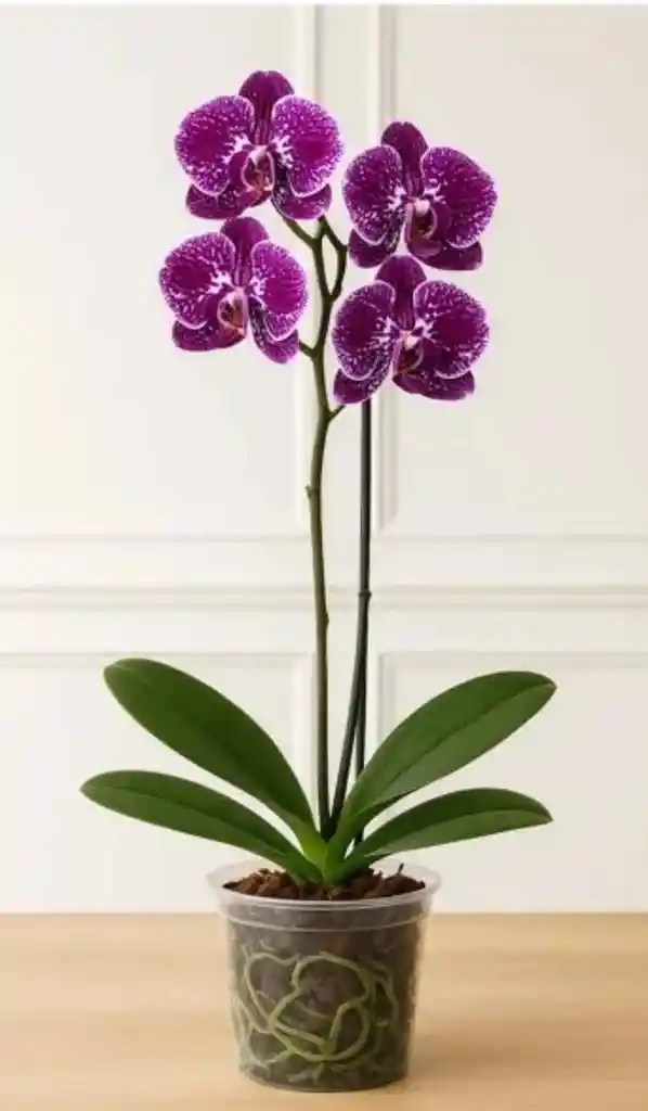 Orquidea Phalaenopsis Mini Morada 2 Varas