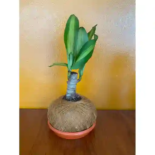 Tronquitos De Brasil En Kokedama