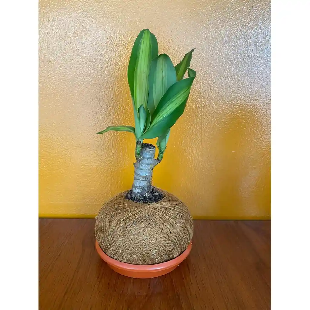 Tronquitos De Brasil En Kokedama