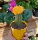 Cactus Coreano Diferentes Colores