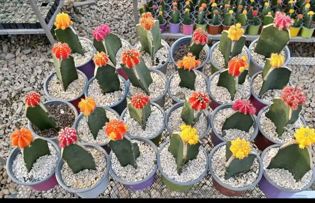 Cactus Coreano Diferentes Colores