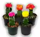 Cactus Coreano Diferentes Colores