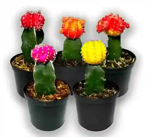 Cactus Coreano Diferentes Colores