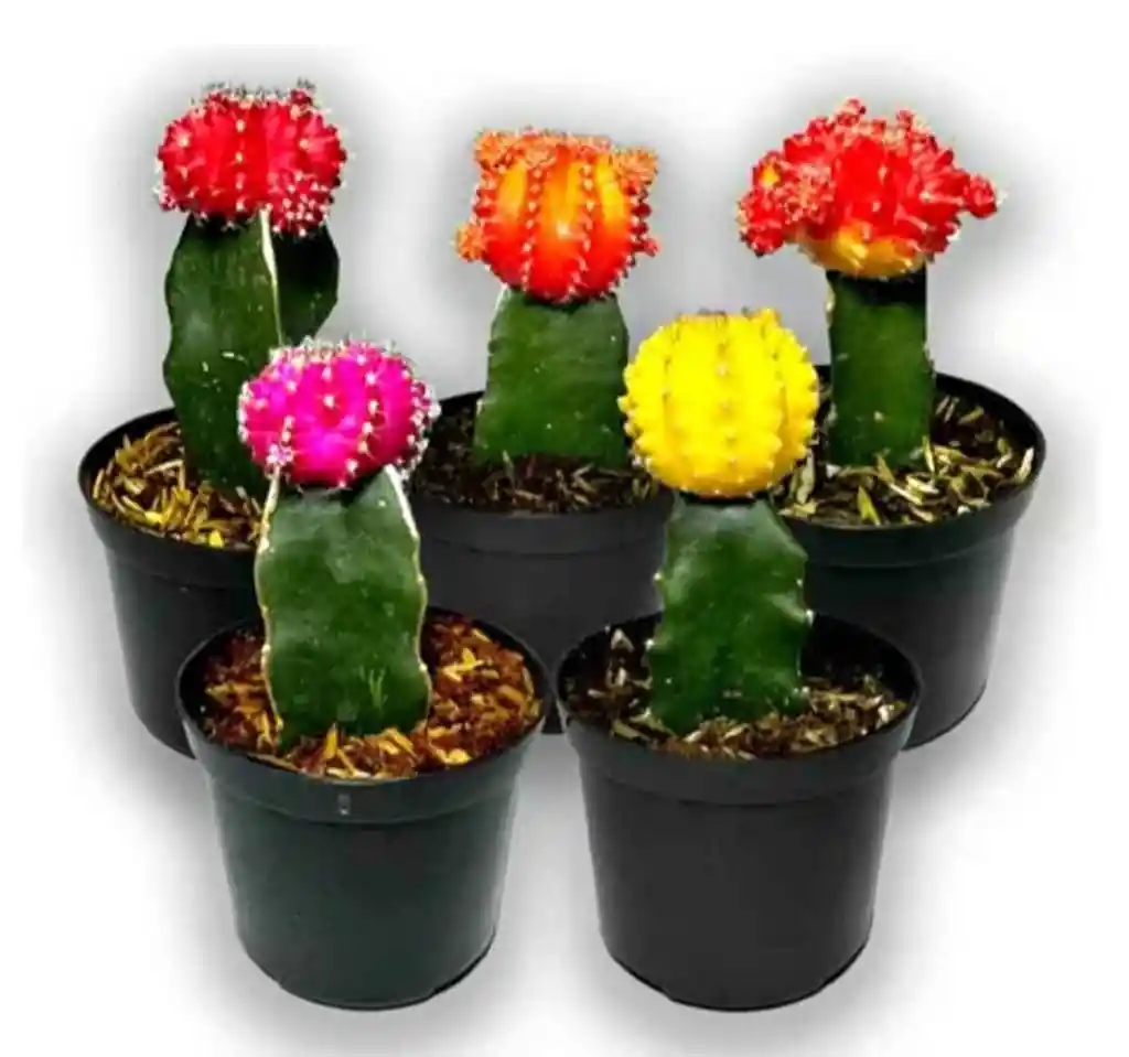 Cactus Coreano Diferentes Colores