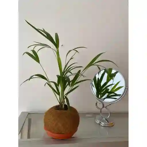 Palmas En Matera De Kokedama