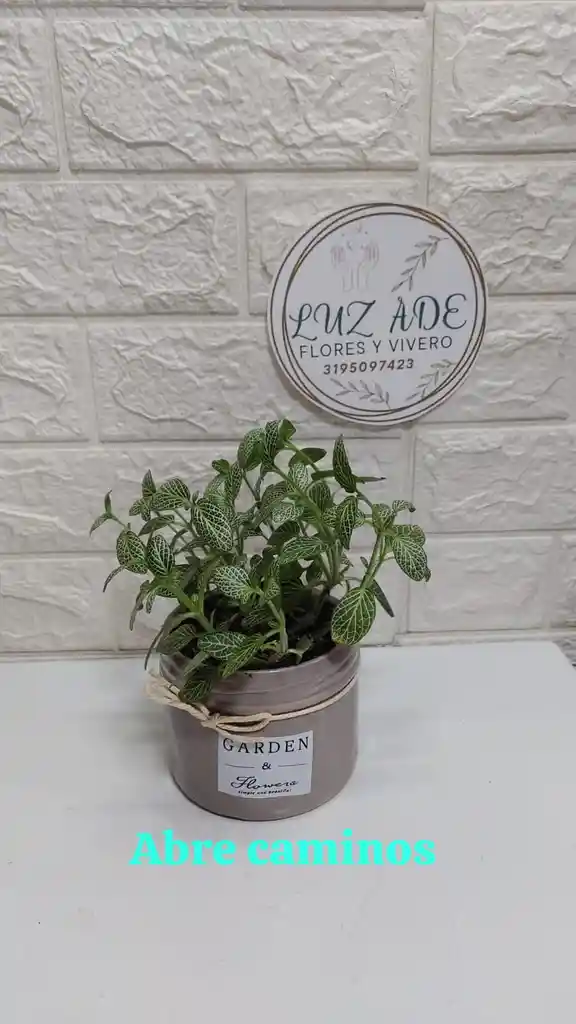Planta Fittonia