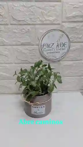 Planta Fittonia