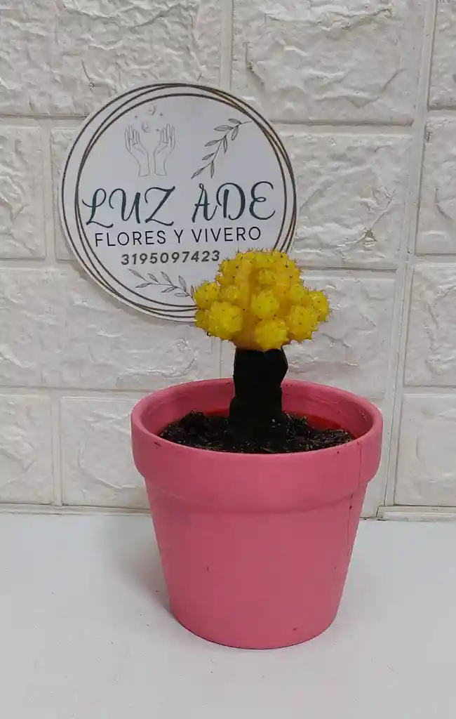 Maceta De Barro Rosa