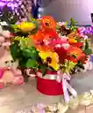 Lufloría 🦋🌸