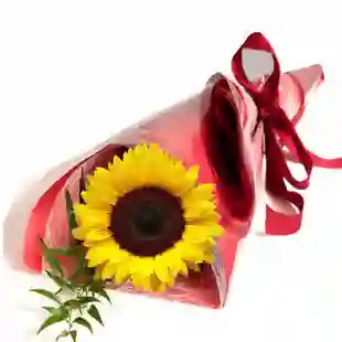 Solitario/girasol