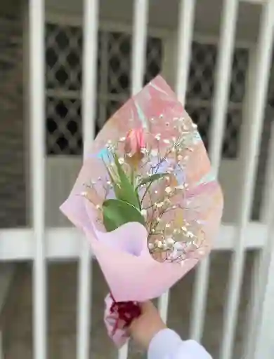 Tulipan