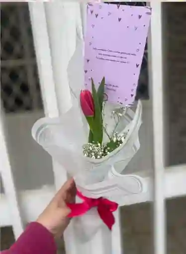 Tulipan Rosado