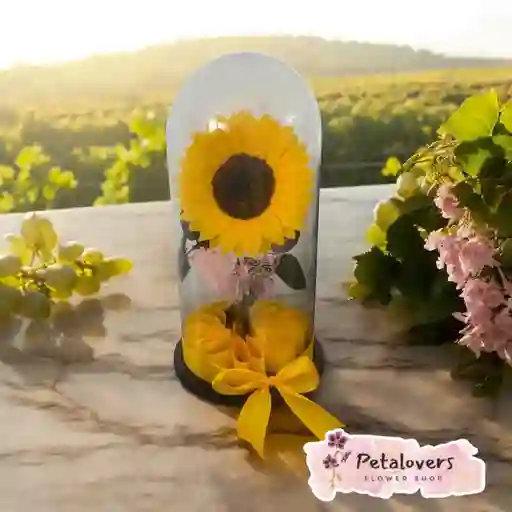 Girasol Preservado