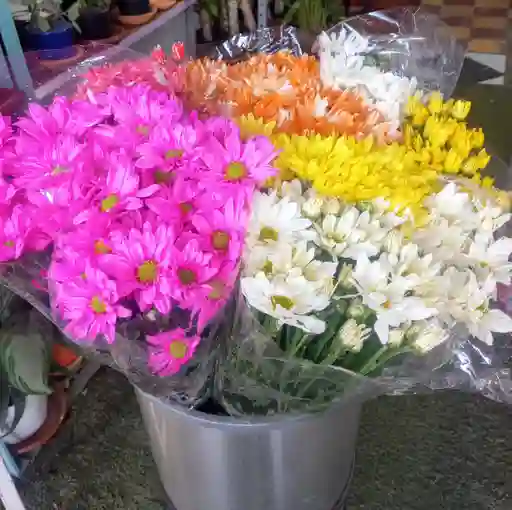 Flores Margaritas De Colores Surtidos