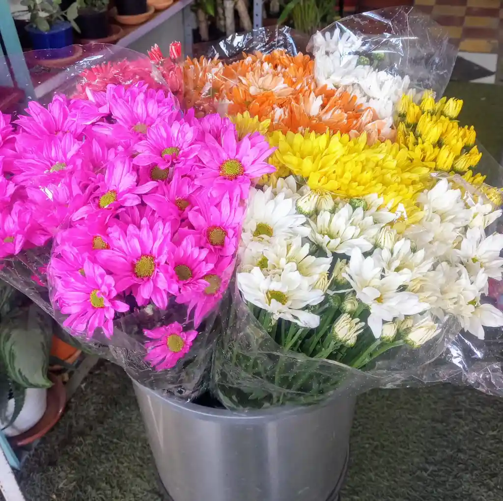 Flores Margaritas De Colores Surtidos
