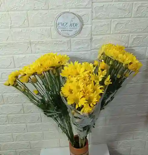 Flor Margaritas Amarillas