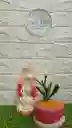 Planta Con Virgen En Yeso