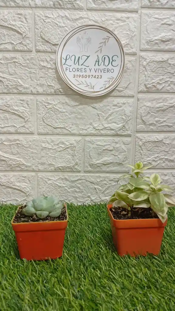 Suculentas Variedad De Diseños En Matera Plastica