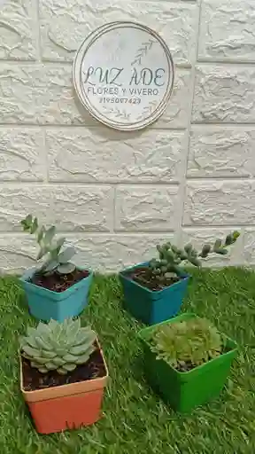 Suculentas Variedad De Diseños En Matera Plastica